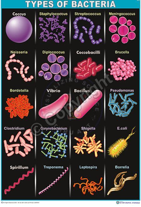 Victory Graphik | MB-6 Types of Bacteria