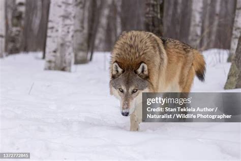 3,516 Gray Wolves Hunting Stock Photos, High-Res Pictures, and Images ...