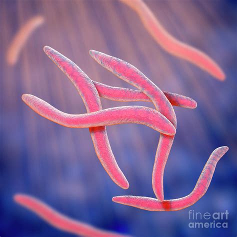 Fusobacterium Photograph By Kateryna Kon Science Photo Library Fine