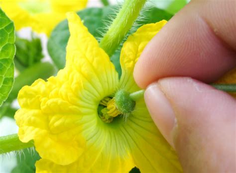 How To Hand Pollinate Flowers In Your Garden The Homestead Mother