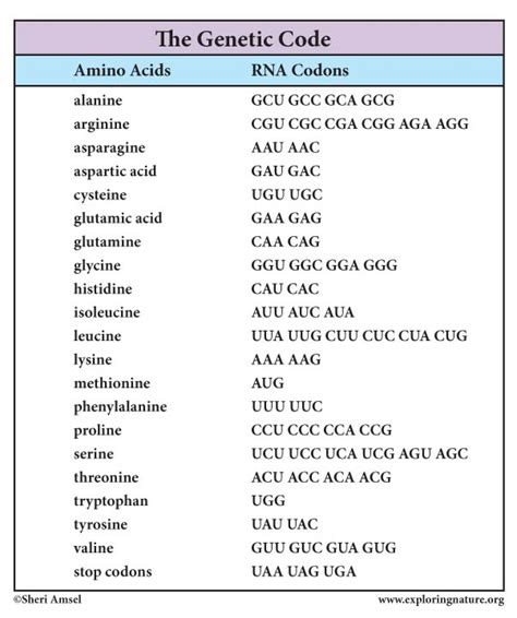 Dna Translation Chart A Visual Reference Of Charts Chart Master