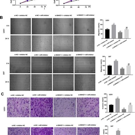 MiR 449b 5p Inhibitor Can Reverse The Inhibitory Effects Of Si SNHG7 On