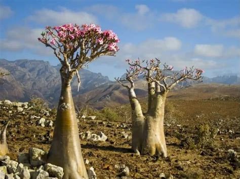 Rosa Do Deserto Dias Para Bem Cuidar E Cultivar