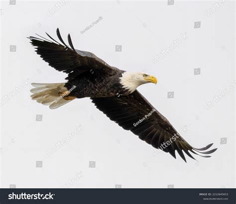 Bald Eagle Shows Impressive Wingspan During Stock Photo 2212645653 ...