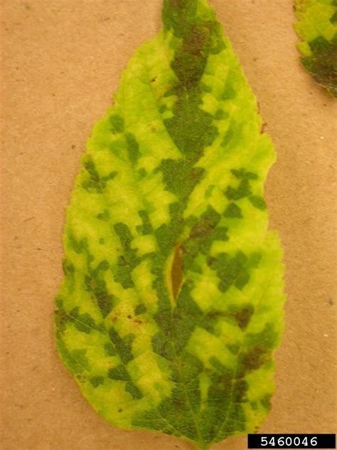 Chlorosis General Symptom