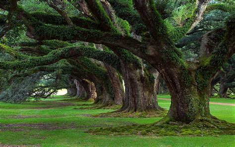 HD wallpaper: tree backgrounds for laptop, plant, growth, green color, tree trunk | Wallpaper Flare