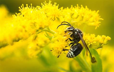 Stinging Insects | A Guide To Indiana Pest Identification & Prevention