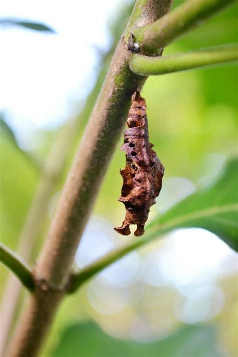 Pupa Jaunasis Drugelis Gamta Lava Ri Lanka Nemokamos Nuotraukos