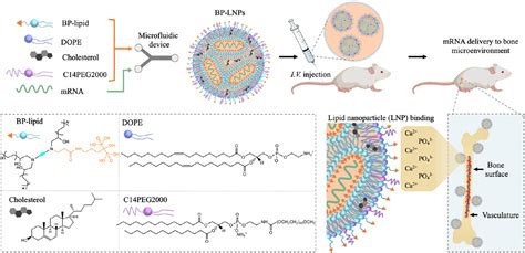 Recent Advances In Site Specific Lipid Nanoparticles For Mrna Delivery