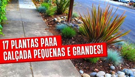 17 Plantas para Calçada Pequenas e Grandes