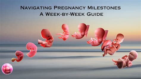 Navigating Pregnancy Milestones A Week By Week Guide