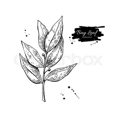 Laurel Leaf Drawing At Explore Collection Of