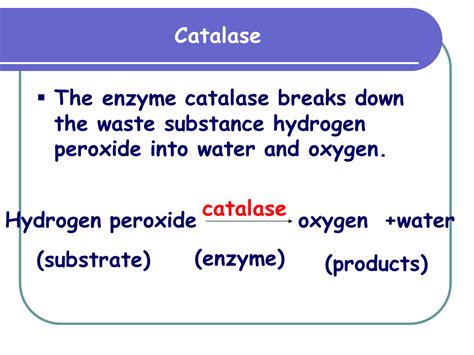 Catalase Hydrogen Peroxide Chemical Equation - Tessshebaylo