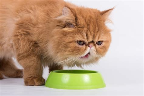 Premium Photo Red Cat Eats Dry Food From A Bowl Persian Exotic