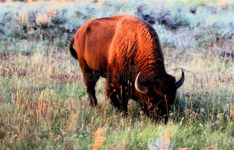 Yellowstone National Park American Bison Stock Photo - Image of bison ...