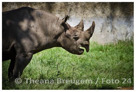 Theana Breugem Photography: Animals at the Pretoria Zoo