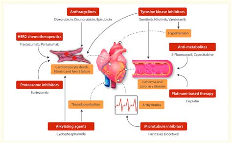 Schematic Of The Cardiotoxic Side Effects Of The Different