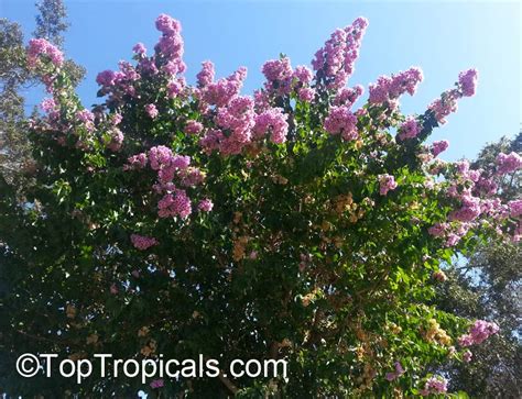 Bougainvillea Arborea Bougainvillea