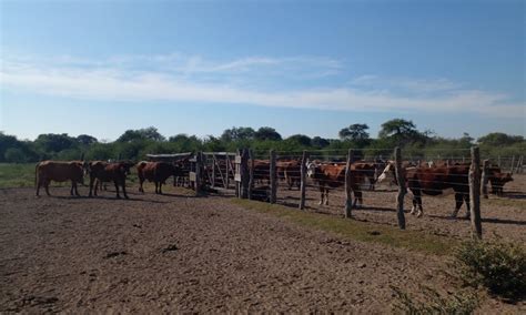 La Gallareta La Guardia Rural recuperó varias cabezas de ganado Cfin