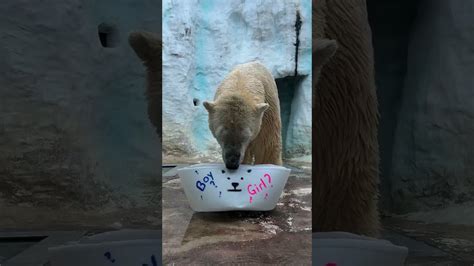 Gender Reveal of Polar Bear Cubs - Zoo Guide