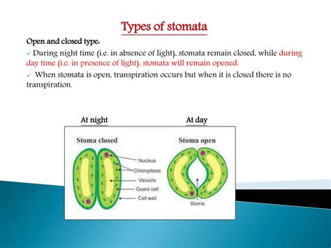 Stomata ppt | PPT