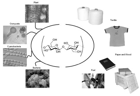 Examples of some sources and uses of cellulose: Pictures showing ...