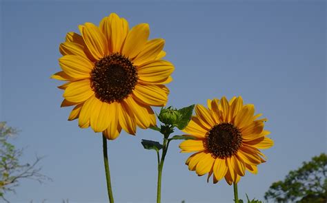 Details Girasol Ornamental Abzlocal Mx