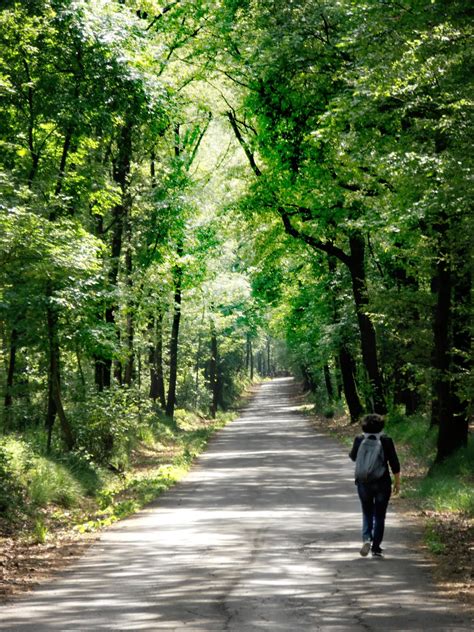 Parco Dei Boschi Di Carrega Escursionismo Camminata A Sala Baganza