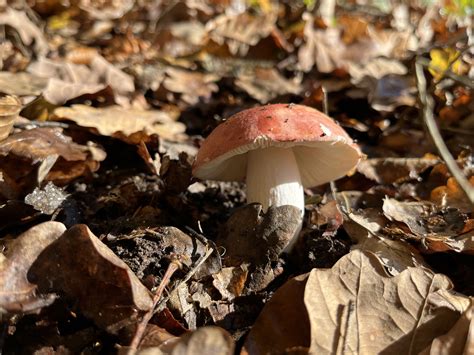 Russula Aurora The Ultimate Mushroom Guide