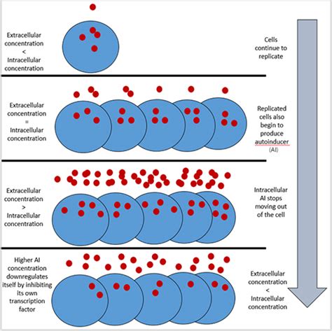 How Quorum Sensing Works