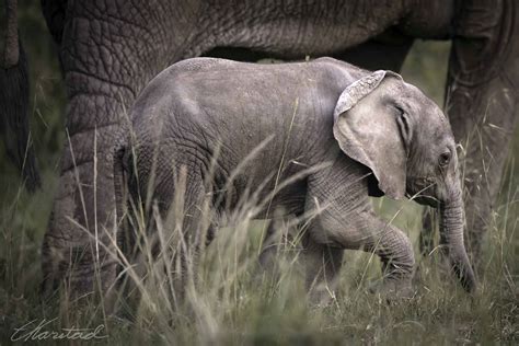 Elsen Karstad S Pic A Day Kenya Baby Elephant Masai Mara Kenya