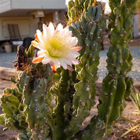 Cereus Peruvianus Monstrose Alvarez Nursery