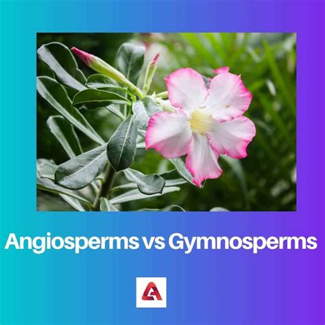 Angiospermae Vs Gymnospermae Perbedaan Dan Perbandingan