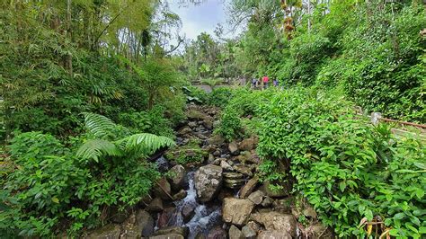 El Yunque National Rain Forest A Natural Wonder Go Puerto Rico