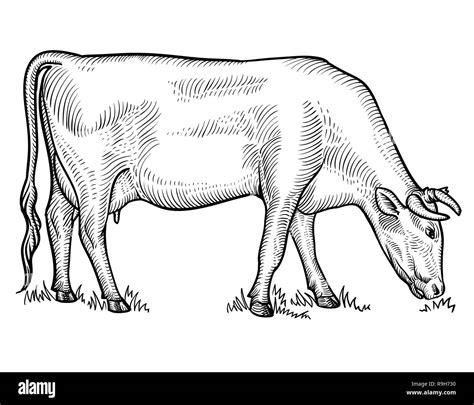 Cow Grazing On Meadow Cow In Graphical Style Hand Drawn Vector Illustration Stock Vector Image