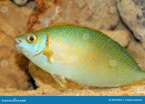 Species of rabbitfish stock image. Image of food, species - 46876055