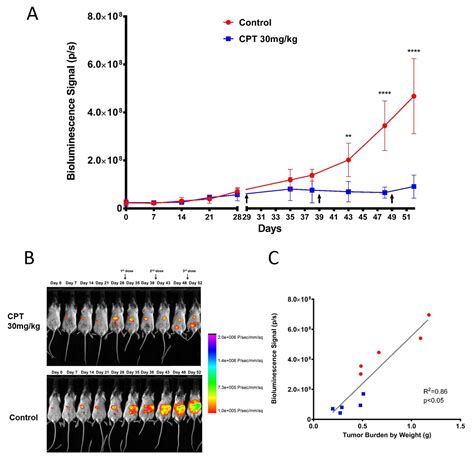 Ijms Free Full Text Development Of A Bioluminescent Brca1 Deficient