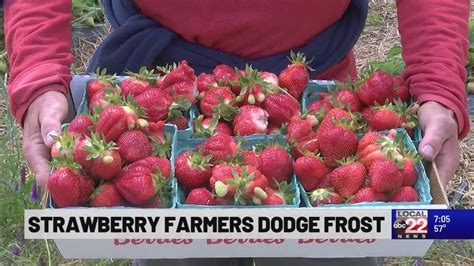 Strawberry Farm Dodges Mid May Frost Opens For Season YouTube