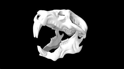 3d Model Rat Skull Vr Ar Low Poly Cgtrader