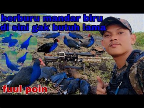 Berburu Mandar Biru Di Musim Kemarau Memang Mantap Spot Terbaik YouTube