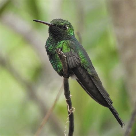 Cuban Emerald Casa Ana Playa Larga Cuba Jan Mersey Flickr