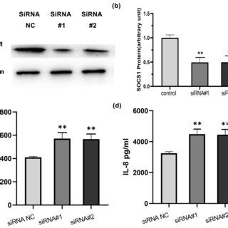 MiR 155 5p Inhibits SOCS1 Expression By Directly Targeting Its 3 UTR