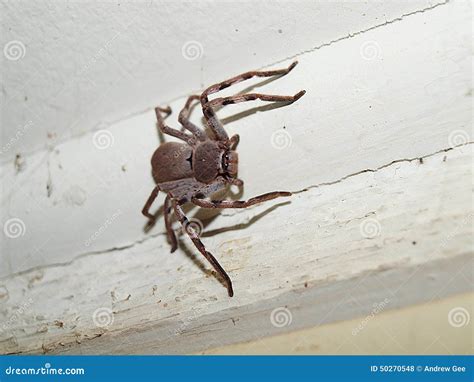 Australian Huntsman Spider Royalty-Free Stock Image | CartoonDealer.com #50270548