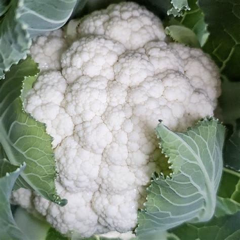 Cauliflower Seed Packet Snowball Heirloom Seeds Yourvegepatch