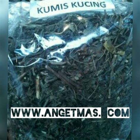 Daun Kumis Kucing Kering Anget Mas Anget Mas