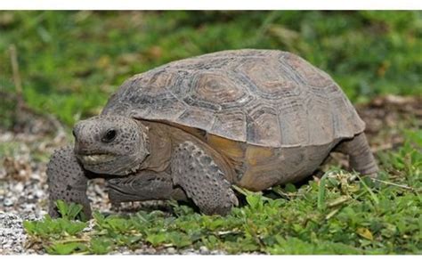 Interesting Gopher Tortoise Facts Learn Where These Tortoises Live