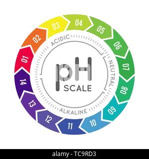 The PH Balance Scale Chart In A Human Body Vector Illustration