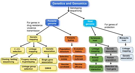 Pathogens Free Full Text Malaria Genomics Vaccine Development And