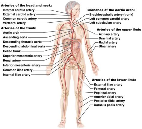 Blood Vessel Lab Flashcards Quizlet