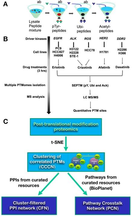 Network Models To Explore The Interplay Between Signaling Pathways Regulated By Protein